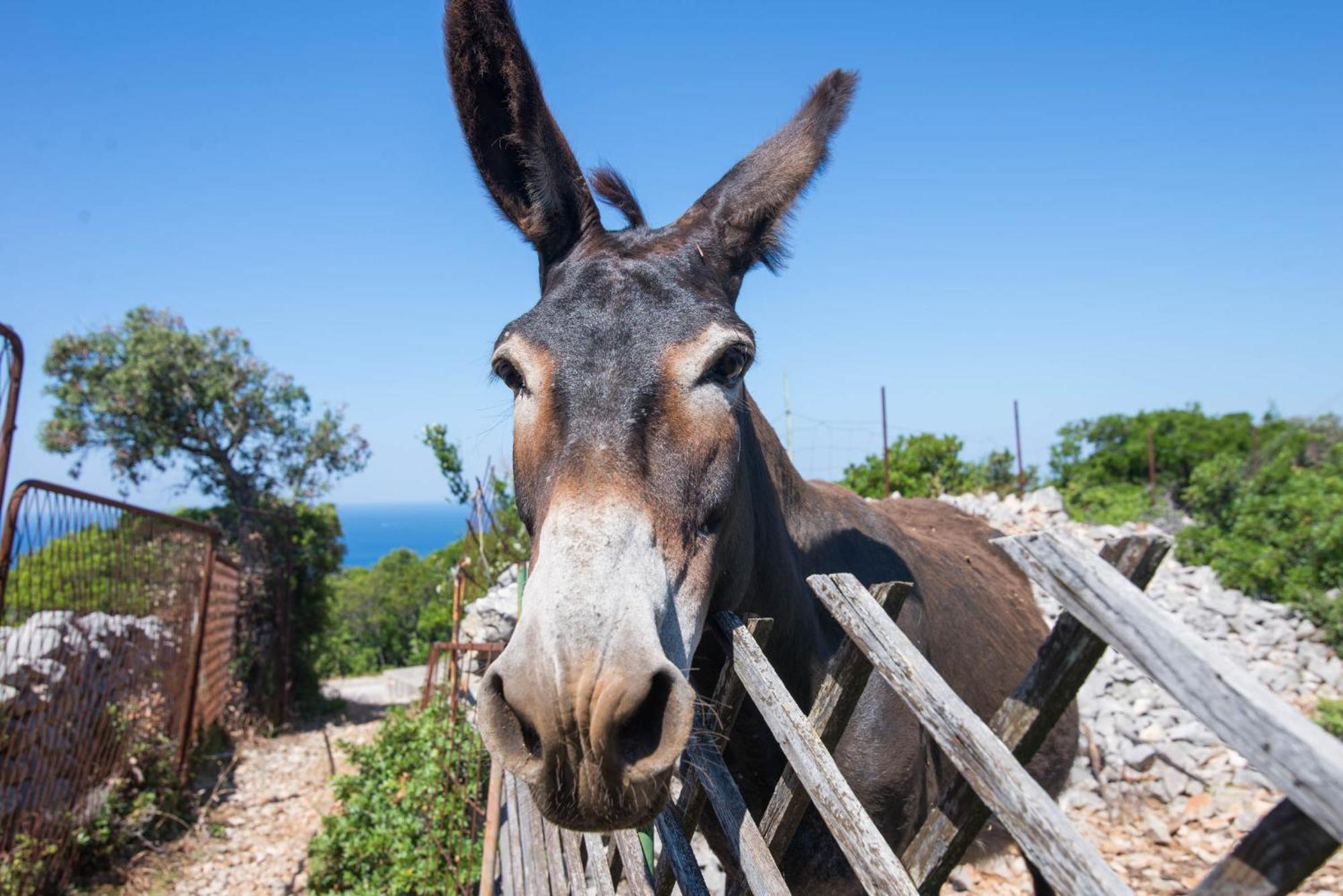 App Bonic Apartment Veli Losinj Bagian luar foto