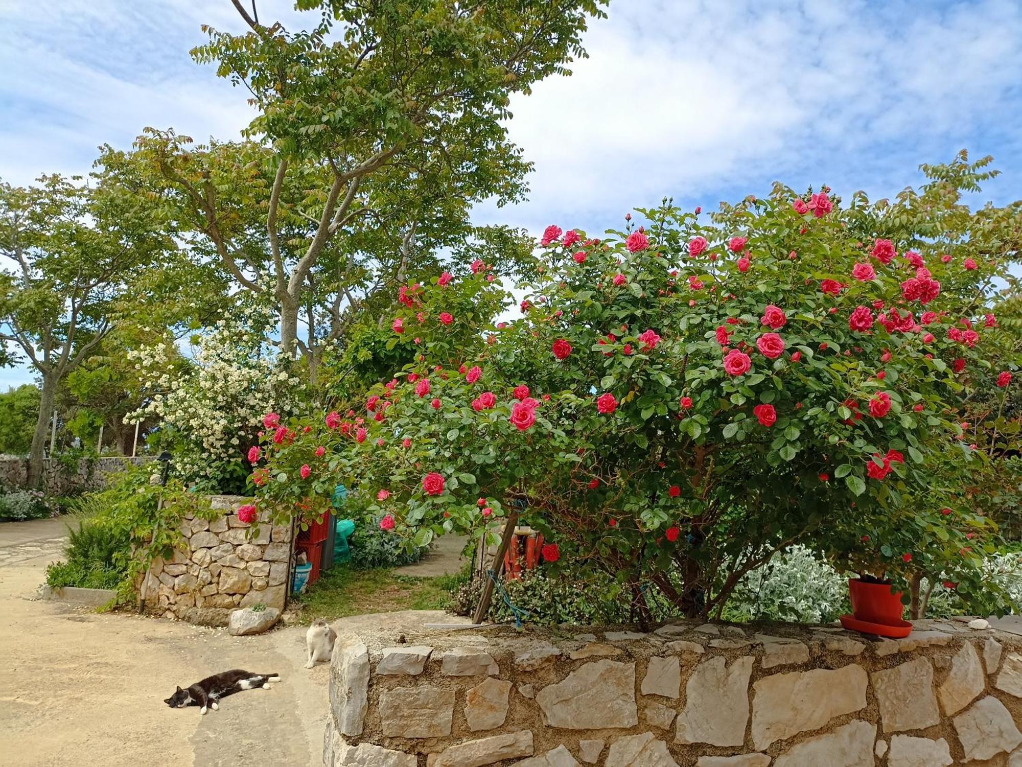 App Bonic Apartment Veli Losinj Bagian luar foto