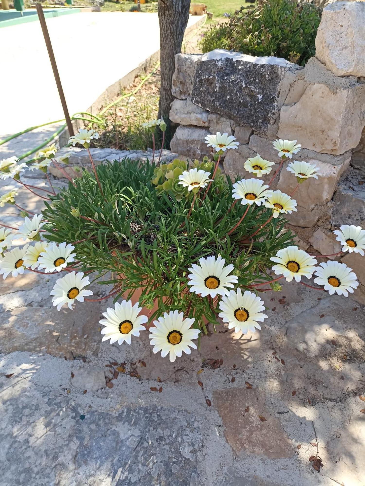 App Bonic Apartment Veli Losinj Bagian luar foto